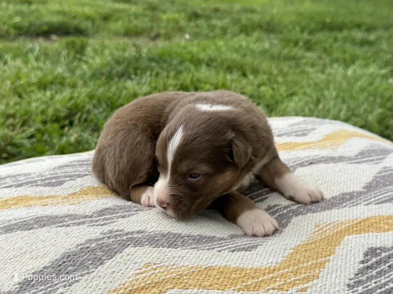 Elly – Australian Shepherd puppy for sale in Lamar, MO