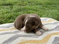 Elly, a female Australian Shepherd for sale in Lamar, MO – 1 of 3