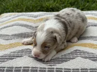 Rocky, a male Australian Shepherd for sale in Lamar, MO – 3 of 3