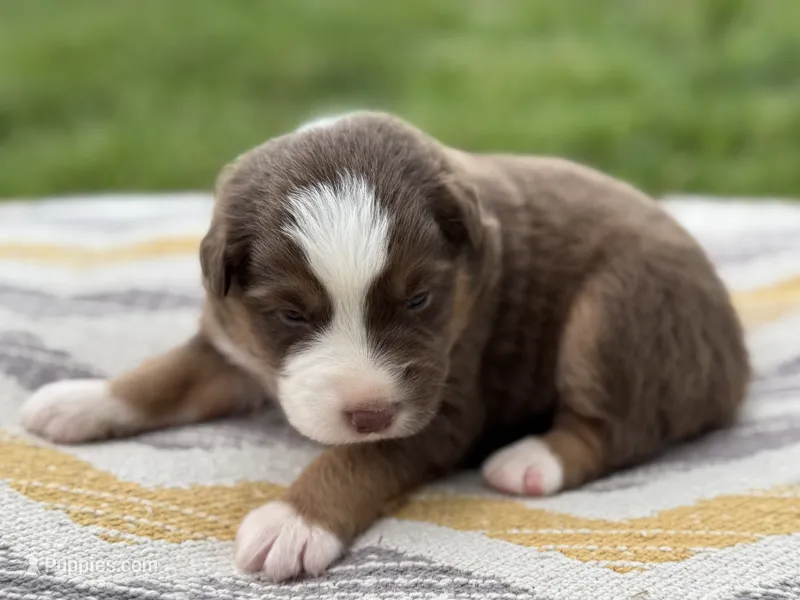 Jedi – Australian Shepherd puppy for sale in Lamar, MO