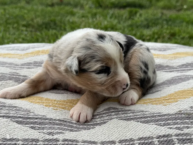 Stella – Australian Shepherd puppy for sale in Lamar, MO