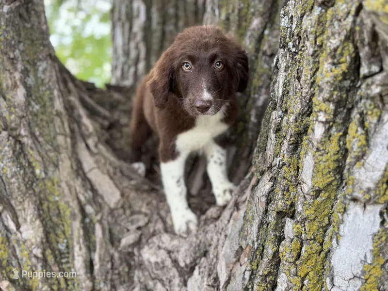 Maggie – Aussiedoodle puppy for sale in Lamar, MO