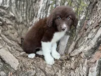 Maggie, a female Aussiedoodle for sale in Lamar, MO – Photo 1 of 6