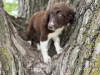 Maggie, a female Aussiedoodle for sale in Lamar, MO – 2 of 8