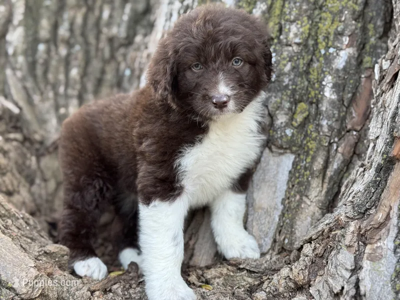Maggie – Aussiedoodle puppy for sale in Lamar, MO
