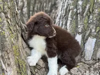 Maggie, a female Aussiedoodle for sale in Lamar, MO – Photo 3 of 3