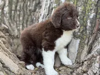 Maggie, a female Aussiedoodle for sale in Lamar, MO – Photo 2 of 3