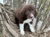 Maggie, a female Aussiedoodle for sale in Lamar, MO – Photo 3 of 6
