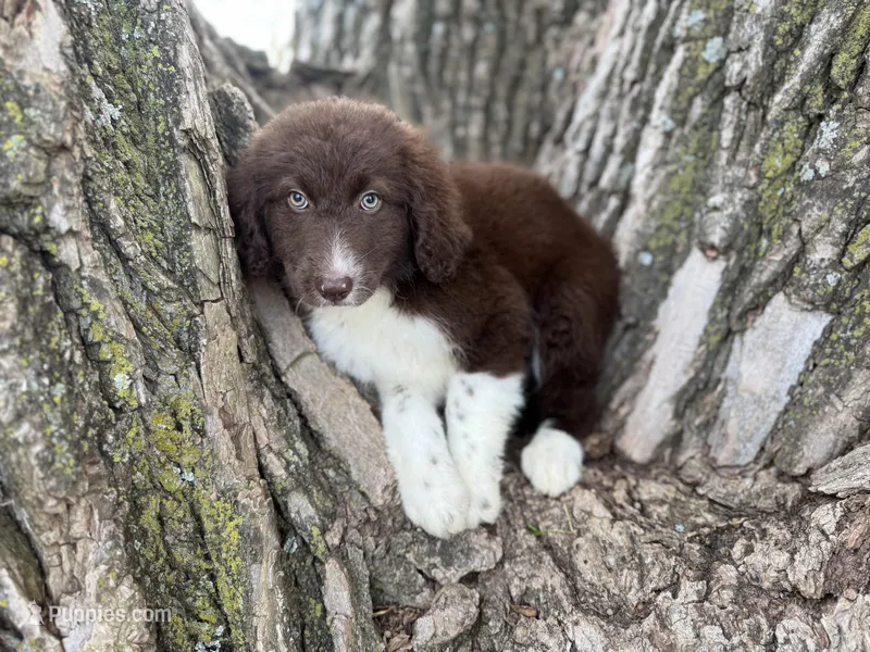 Maggie – Aussiedoodle puppy for sale in Lamar, MO