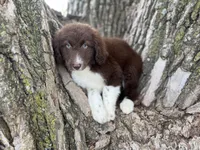 Maggie, a female Aussiedoodle for sale in Lamar, MO – 4 of 8