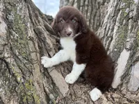Maggie, a female Aussiedoodle for sale in Lamar, MO – Photo 2 of 6