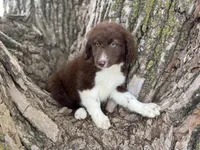 Maggie, a female Aussiedoodle for sale in Lamar, MO – 5 of 8