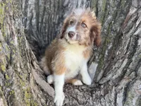 Riley, a female Aussiedoodle for sale in Lamar, MO – 2 of 10