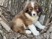 Riley, a female Aussiedoodle for sale in Lamar, MO – Photo 3 of 3