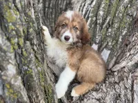 Riley, a female Aussiedoodle for sale in Lamar, MO – 6 of 10