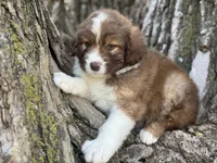 Riley, a female Aussiedoodle for sale in Lamar, MO – Photo 2 of 3