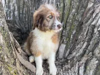 Riley, a female Aussiedoodle for sale in Lamar, MO – 3 of 10