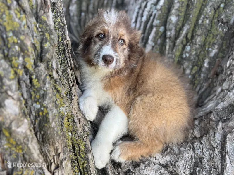 Riley – Aussiedoodle puppy for sale in Lamar, MO