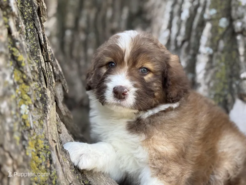 Riley – Aussiedoodle puppy for sale in Lamar, MO