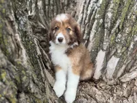 Riley, a female Aussiedoodle for sale in Lamar, MO – Photo 3 of 6