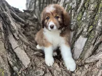 Riley, a female Aussiedoodle for sale in Lamar, MO – Photo 2 of 6
