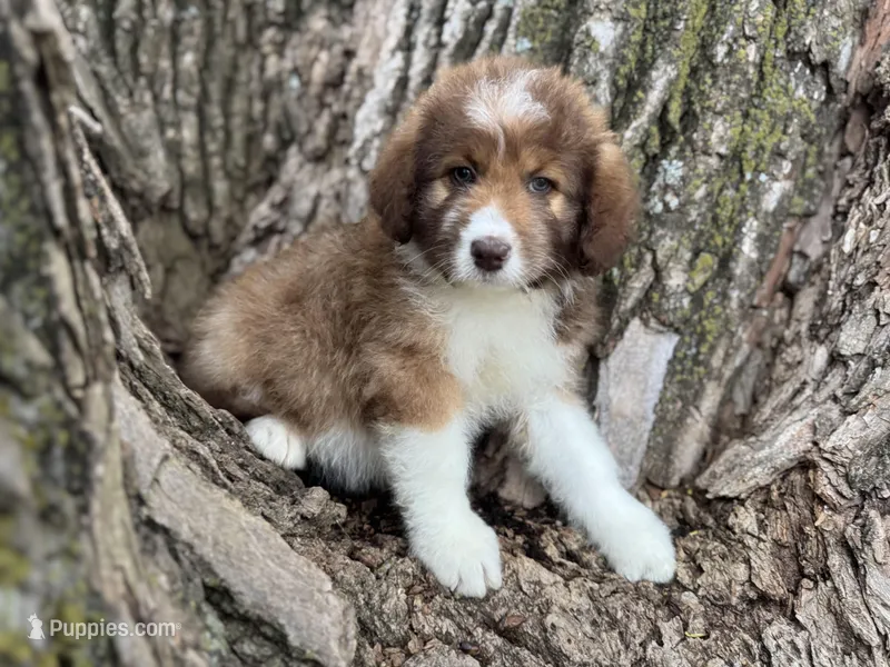 Riley – Aussiedoodle puppy for sale in Lamar, MO