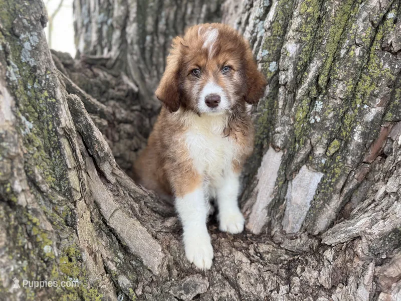 Riley – Aussiedoodle puppy for sale in Lamar, MO