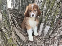Riley, a female Aussiedoodle for sale in Lamar, MO – 5 of 10
