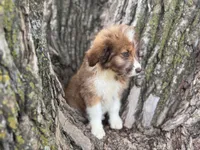 Riley, a female Aussiedoodle for sale in Lamar, MO – 7 of 10