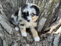 Diggs, a male Australian Shepherd for sale in Lamar, MO – 2 of 5