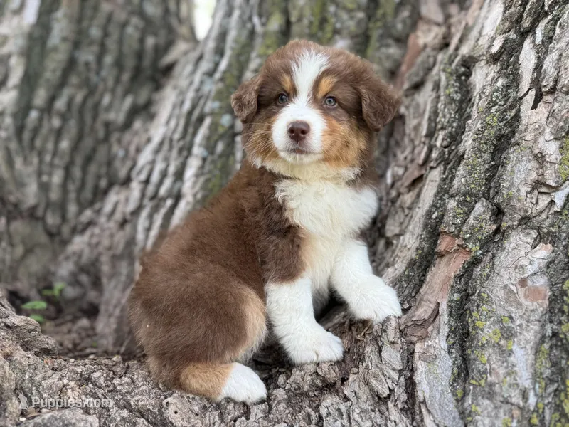 Jake – Australian Shepherd puppy for sale in Lamar, MO
