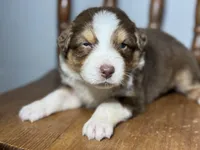 Jake, a male Australian Shepherd for sale in Lamar, MO – Photo 1 of 3