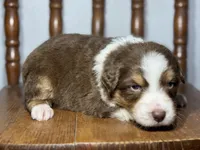 Jake, a male Australian Shepherd for sale in Lamar, MO – Photo 3 of 3