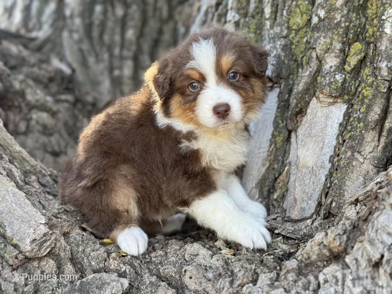 Jake – Australian Shepherd puppy for sale in Lamar, MO