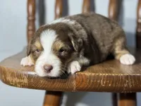 Jake, a male Australian Shepherd for sale in Lamar, MO – Photo 2 of 3