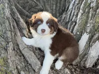 Rocky, a male Australian Shepherd for sale in Lamar, MO – 4 of 4