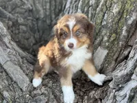 Scout, a male Australian Shepherd for sale in Lamar, MO – 1 of 4