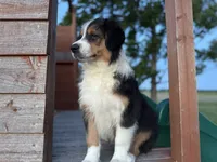Buck, a male Australian Shepherd for sale in Lamar, MO – 2 of 10