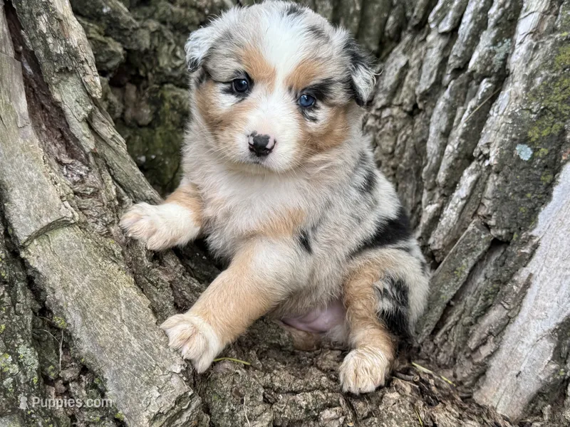 Stella – Australian Shepherd puppy for sale in Lamar, MO