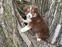 Rolli, a female Australian Shepherd for sale in Lamar, MO – 2 of 8