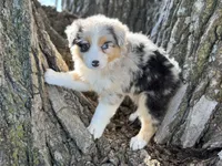 Ducky, a female Australian Shepherd for sale in Lamar, MO – 4 of 4