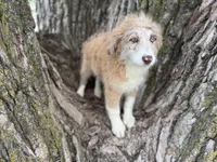 Daisy, a female Aussiedoodle for sale in Lamar, MO – 2 of 10