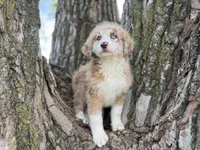 Daisy, a female Aussiedoodle for sale in Lamar, MO – 7 of 10