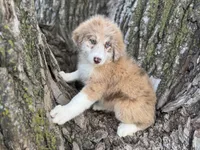 Daisy, a female Aussiedoodle for sale in Lamar, MO – 6 of 10