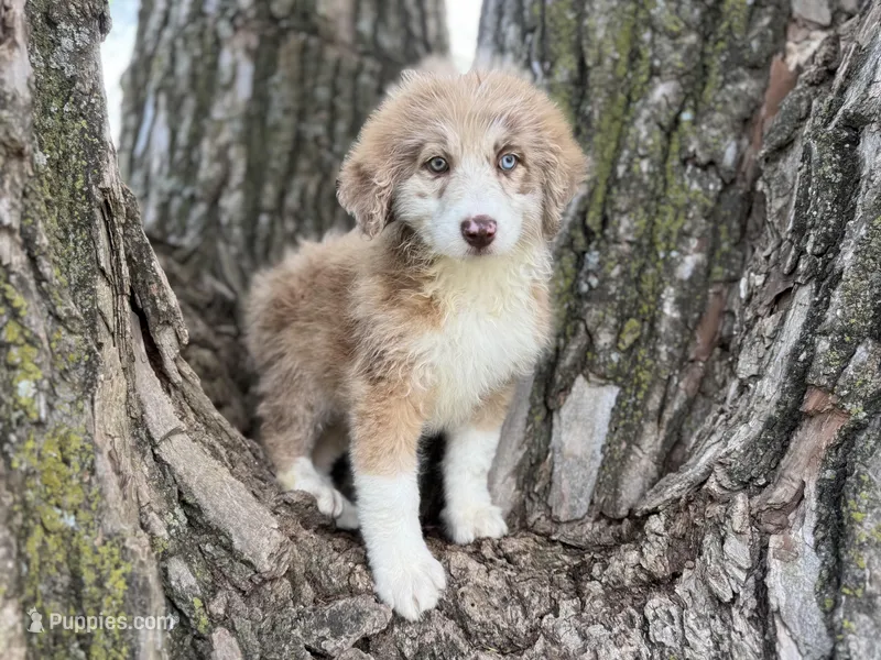 Daisy – Aussiedoodle puppy for sale in Lamar, MO