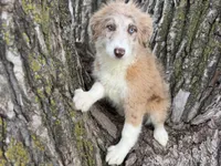Daisy, a female Aussiedoodle for sale in Lamar, MO – 3 of 10
