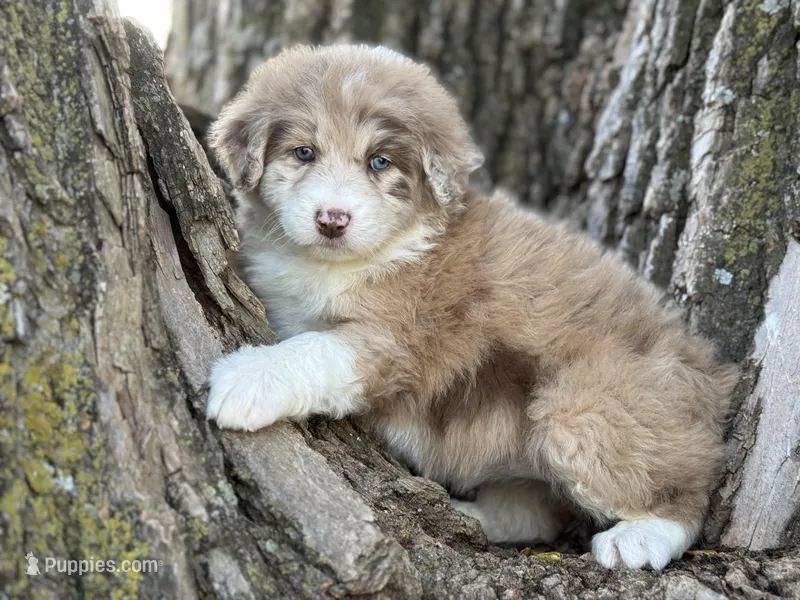 Daisy – Aussiedoodle puppy for sale in Lamar, MO