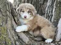 Daisy, a female Aussiedoodle for sale in Lamar, MO – Photo 1 of 3
