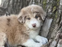 Daisy, a female Aussiedoodle for sale in Lamar, MO – Photo 2 of 3