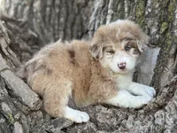 Daisy, a female Aussiedoodle for sale in Lamar, MO – Photo 3 of 3